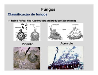 Fungos
Classificação de fungos
 Reino Fungi: Filo Ascomycota (reprodução assexuada)
Picnídio Acérvulo
 