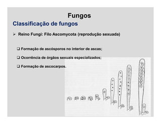 Fungos
Classificação de fungos
 Reino Fungi: Filo Ascomycota (reprodução sexuada)
 Formação de ascósporos no interior de ascas;
 Ocorrência de órgãos sexuais especializados;
 Formação de ascocarpos.
 