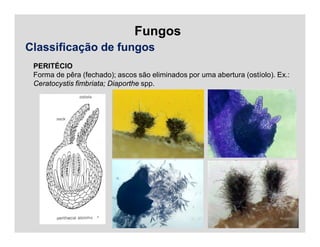 Fungos
Classificação de fungos
PERITÉCIO
Forma de pêra (fechado); ascos são eliminados por uma abertura (ostíolo). Ex.:
Ceratocystis fimbriata; Diaporthe spp.
 