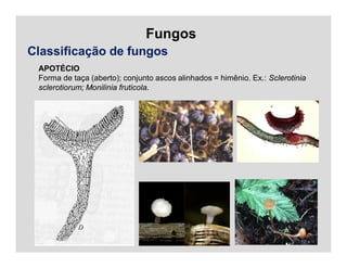 Fungos
Classificação de fungos
APOTÉCIO
Forma de taça (aberto); conjunto ascos alinhados = himênio. Ex.: Sclerotinia
sclerotiorum; Monilinia fruticola.
 