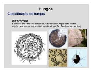Fungos
Classificação de fungos
CLEISTOTÉCIO
Fechado, arredondado; parede se rompe na maturação para liberar
ascósporos; ascos soltos (não forma himênio). Ex.: Erysiphe spp (oídios).
 