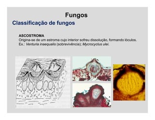 Fungos
Classificação de fungos
ASCOSTROMA
Origina-se de um estroma cujo interior sofreu dissolução, formando lóculos.
Ex.: Venturia inaequalis (sobrevivência); Mycrocyclus ulei.
 