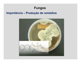Fungos
Importância – Produção de remédios
 