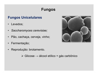 Fungos
Fungos Unicelulares
• Levedos;
• Saccharomyces cerevisiae;
• Pão, cachaça, cerveja, vinho;
• Fermentação;
• Reprodução: brotamento.
 Glicose → álcool etílico + gás carbônico
 