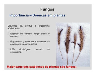 Fungos
Importância – Doenças em plantas
Claviceps sp. produz a ergotamina
(Cefalium®)
• Esporão do centeio: fungo ataca o
centeio;
• Ergotamina (usado no tratamento da
enxaqueca, vasoconstritor);
• LSD: alucinógeno derivado da
ergotamina.
Maior parte dos patógenos de plantas são fungos!
 