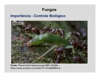 Fungos
Fonte: Planet Earth Attenborough BBC Wildlife –
https://www.youtube.com/watch?v=XuKjBIBBAL8
Importância - Controle Biológico
 