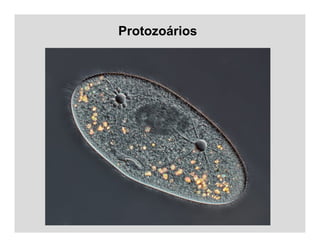 Protozoários
 