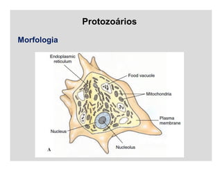 Protozoários
Morfologia
 