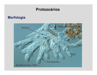 Protozoários
Morfologia
 