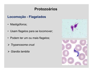 Protozoários
Locomoção - Flagelados
• Mastigóforos;
• Usam flagelos para se locomover;
• Podem ter um ou mais flagelos;
 Trypanosoma cruzi
 Giardia lamblia
 
