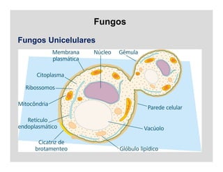 Fungos
Fungos Unicelulares
 