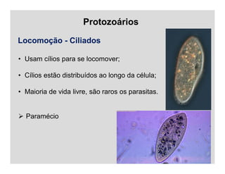Protozoários
Locomoção - Ciliados
• Usam cílios para se locomover;
• Cílios estão distribuídos ao longo da célula;
• Maioria de vida livre, são raros os parasitas.
 Paramécio
 