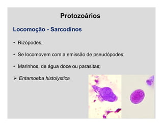 Protozoários
Locomoção - Sarcodinos
• Rizópodes;
• Se locomovem com a emissão de pseudópodes;
• Marinhos, de água doce ou parasitas;
 Entamoeba histolystica
 