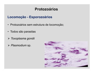 Protozoários
Locomoção - Esporozoários
• Protozoários sem estrutura de locomoção;
• Todos são parasitas
 Toxoplasma gondii
 Plasmodium sp.
 