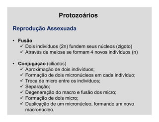 Reprodução Assexuada
• Fusão
 Dois indivíduos (2n) fundem seus núcleos (zigoto)
 Através de meiose se formam 4 novos indivíduos (n)
• Conjugação (ciliados)
 Aproximação de dois indivíduos;
 Formação de dois micronúcleos em cada indivíduo;
 Troca de micro entre os indivíduos;
 Separação;
 Degeneração do macro e fusão dos micro;
 Formação de dois micro;
 Duplicação de um micronúcleo, formando um novo
macronúcleo.
Protozoários
 