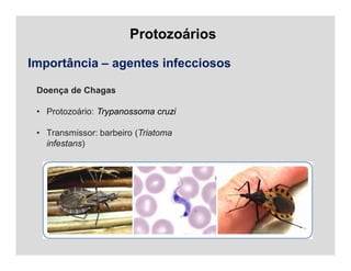 Protozoários
Importância – agentes infecciosos
Doença de Chagas
• Protozoário: Trypanossoma cruzi
• Transmissor: barbeiro (Triatoma
infestans)
 