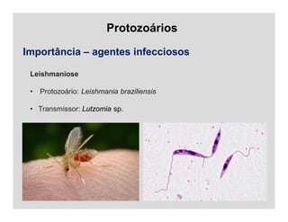 Protozoários
Importância – agentes infecciosos
Leishmaniose
• Protozoário: Leishmania braziliensis
• Transmissor: Lutzomia sp.
 