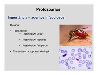 Protozoários
Importância – agentes infecciosos
Malária
• Protozoário:
 Plasmodium vivax
 Plasmodium malariae
 Plasmodium falciparum
• Transmissor: Anopheles darlingii
 