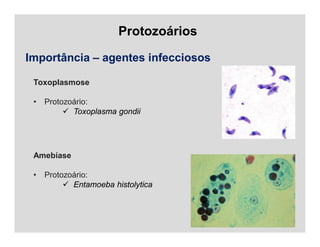 Protozoários
Importância – agentes infecciosos
Toxoplasmose
• Protozoário:
 Toxoplasma gondii
Amebíase
• Protozoário:
 Entamoeba histolytica
 