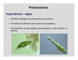 Protozoários
Importância – algas
• Equilíbrio ecológico dos ecossistemas aquáticos;
• Produtoras do alimento para seres vivos aquáticos;
• Fornecedores do gás oxigênio que abastece a vida aeróbica no
planeta.
 