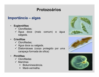 Protozoários
Importância – algas
• Euglenófitas
 Clorofiladas;
 Água doce (mais comum) e água
salgada.
• Crisófitas
 Clorofiladas;
 Água doce ou salgada.
 Diatomáceas (corpo protegido por uma
carapaça formada de sílica)
• Pirrófitas
 Clorofiladas
 Marinhas
 Bioluminescência.
 Maré-vermelha.
 