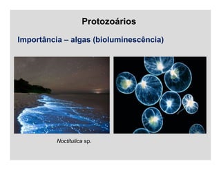 Protozoários
Importância – algas (bioluminescência)
Noctitulica sp.
 