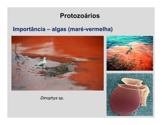 Protozoários
Importância – algas (maré-vermelha)
Dinophys sp.
 