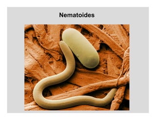 Nematoides
 