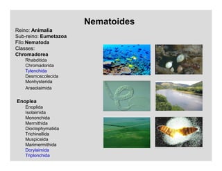 Nematoides
Reino: Animalia
Sub-reino: Eumetazoa
Filo:Nematoda
Classes:
Chromadorea
Rhabditida
Chromadorida
Tylenchida
Desmoscolecida
Monhysterida
Araeolaimida
Enoplea
Enoplida
Isolaimida
Mononchida
Mermithida
Dioctophymatida
Trichinellida
Muspiceida
Marimermithida
Dorylaimida
Triplonchida
 