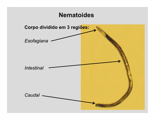 Nematoides
Corpo dividido em 3 regiões:
Esofagiana
Intestinal
Caudal
 