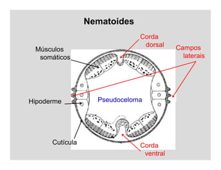 Nematoides
Cutícula
Hipoderme
Músculos
somáticos
Campos
laterais
Corda
ventral
Corda
dorsal
Pseudoceloma
 