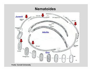 Nematoides
Fonte: Cornell University
Ovo
Juvenil
Adulto
 
