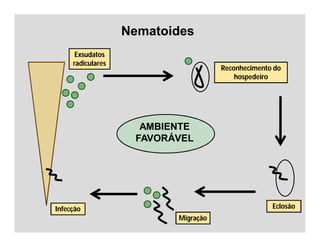 Nematoides
Infecção
Exsudatos
radiculares
Eclosão
Reconhecimento do
hospedeiro
Migração
AMBIENTE
FAVORÁVEL
Exsudatos
radiculares
Reconhecimento do
hospedeiro
 