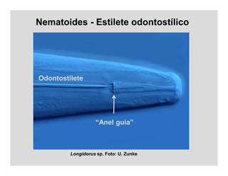 Nematoides - Estilete odontostílico
U. Zunke
Longidorus sp. Foto: U. Zunke
Odontostilete
“Anel guia”
 