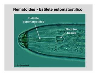 Nematoides - Estilete estomatostílico
U. Zunke
J.D. Eisenback
Nódulos
basais
Estilete
estomatostílico
 