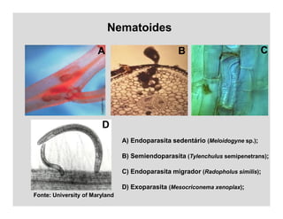 Nematoides
A) Endoparasita sedentário (Meloidogyne sp.);
B) Semiendoparasita (Tylenchulus semipenetrans);
C) Endoparasita migrador (Radopholus similis);
D) Exoparasita (Mesocriconema xenoplax);
A B C
D
Fonte: University of Maryland
 