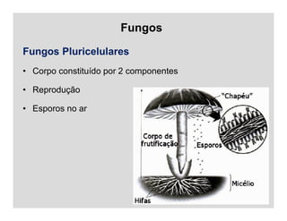 Fungos
Fungos Pluricelulares
• Corpo constituído por 2 componentes
• Reprodução
• Esporos no ar
 