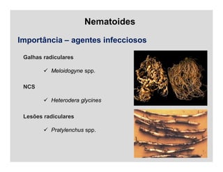 Nematoides
Importância – agentes infecciosos
Galhas radiculares
 Meloidogyne spp.
NCS
 Heterodera glycines
Lesões radiculares
 Pratylenchus spp.
 