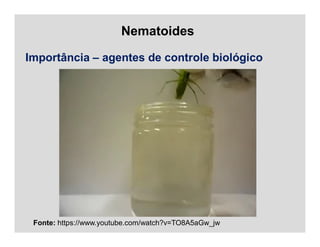 Nematoides
Importância – agentes de controle biológico
Fonte: https://www.youtube.com/watch?v=TO8A5aGw_jw
 