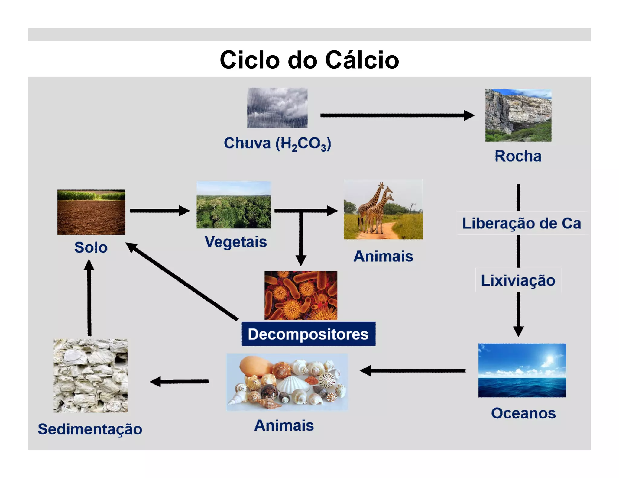 Ciclo do Cálcio