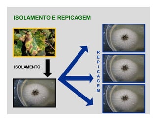 ISOLAMENTO E REPICAGEM
ISOLAMENTO
R
E
P
I
C
A
G
E
M
 