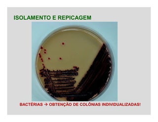 ISOLAMENTO E REPICAGEM
BACTÉRIAS  OBTENÇÃO DE COLÔNIAS INDIVIDUALIZADAS!
 