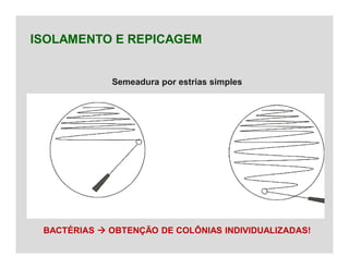 ISOLAMENTO E REPICAGEM
BACTÉRIAS  OBTENÇÃO DE COLÔNIAS INDIVIDUALIZADAS!
Semeadura por estrias simples
 