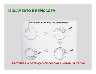 ISOLAMENTO E REPICAGEM
BACTÉRIAS  OBTENÇÃO DE COLÔNIAS INDIVIDUALIZADAS!
Semeadura por estrias compostas
 