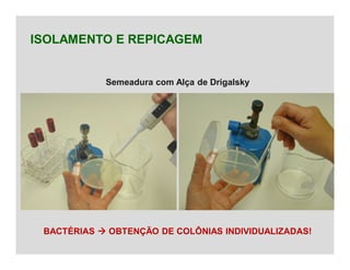 ISOLAMENTO E REPICAGEM
BACTÉRIAS  OBTENÇÃO DE COLÔNIAS INDIVIDUALIZADAS!
Semeadura com Alça de Drigalsky
 