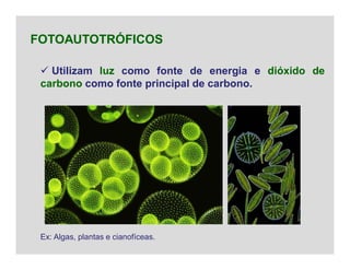  Utilizam luz como fonte de energia e dióxido de
carbono como fonte principal de carbono.
FOTOAUTOTRÓFICOS
Ex: Algas, plantas e cianofíceas.
 