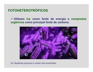  Utilizam luz como fonte de energia e compostos
orgânicos como principal fonte de carbono.
FOTOHETEROTRÓFICOS
Ex: Bactérias púrpuras e verdes não enxofradas.
 