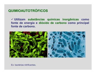  Utilizam substâncias químicas inorgânicas como
fonte de energia e dióxido de carbono como principal
fonte de carbono.
QUIMIOAUTOTRÓFICOS
Ex: bactérias nitrificantes.
 