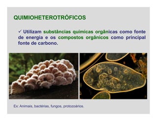  Utilizam substâncias químicas orgânicas como fonte
de energia e os compostos orgânicos como principal
fonte de carbono.
QUIMIOHETEROTRÓFICOS
Ex: Animais, bactérias, fungos, protozoários.
 