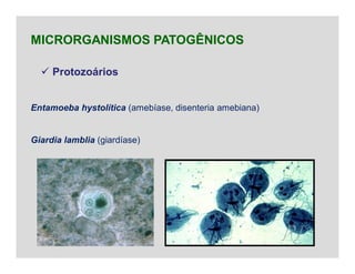  Protozoários
MICRORGANISMOS PATOGÊNICOS
Entamoeba hystolítica (amebíase, disenteria amebiana)
Giardia lamblia (giardíase)
 